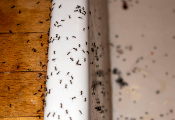 Best Mosquito Control Services  in Clinton, SC