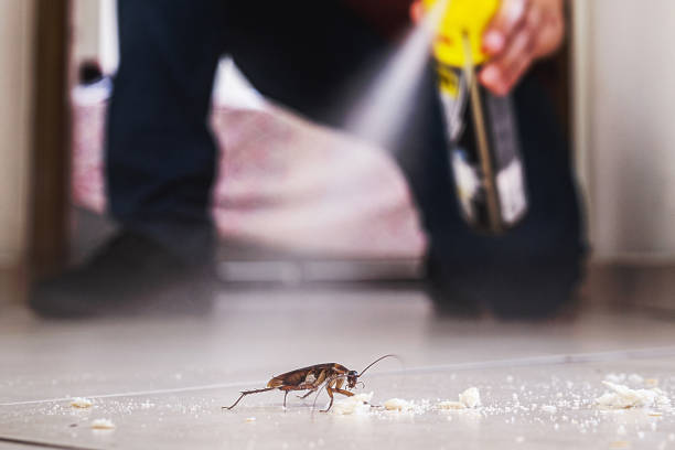 Best Flea Control Services  in Clinton, SC
